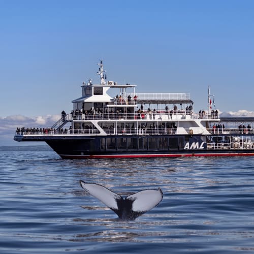 Whale watching cruises
