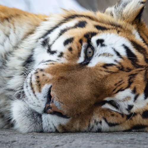 Zoo