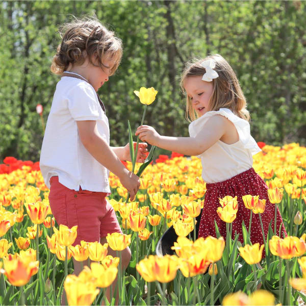 Deux enfants dans un champ de tulipes