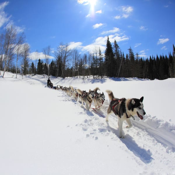 Traîneau à chiens en forêt.