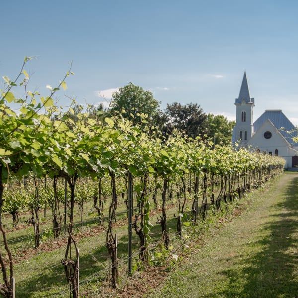 Domaine Amalgames - Une rangée de vignes s’étend vers une église blanche