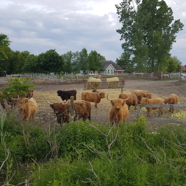 Boeufs Highland dans un champ en liberté.