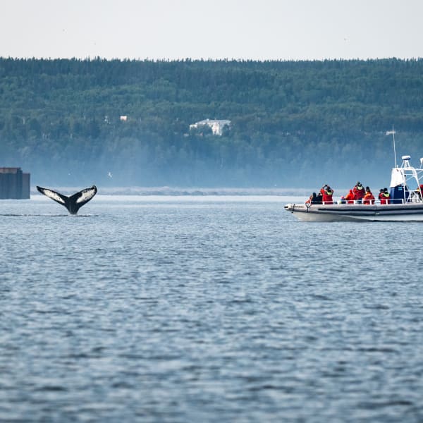 Du Fleuve - Whale watching cruise