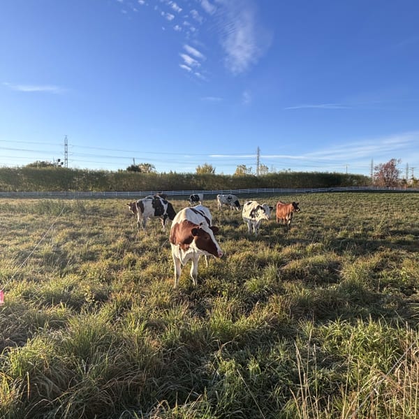 Cows in a field.