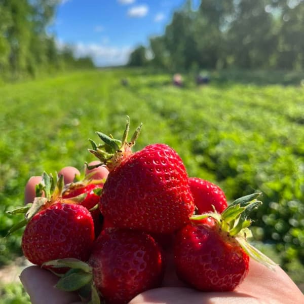 Main tenant des fraises dans un champs.