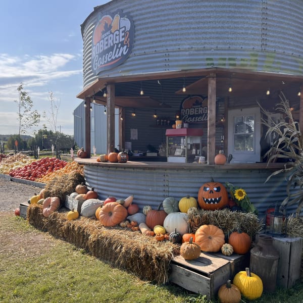 Kiosques de citrouilles à la Ferme Roberge et Gosselin.