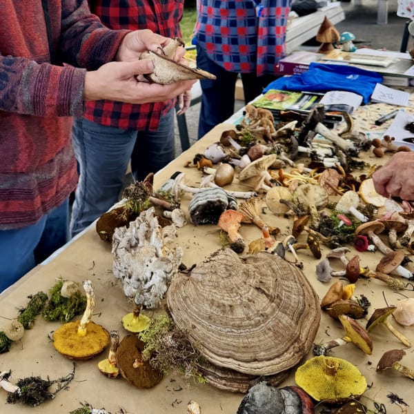 Festival des champignons forestiers du Kamouraska : kiosque de champignons
