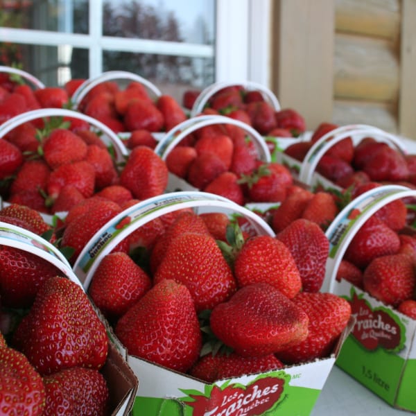 Fraisière Faucher - Paniers de fraises