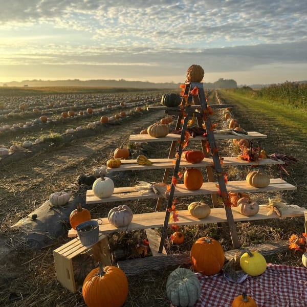 Pumpkin fields.