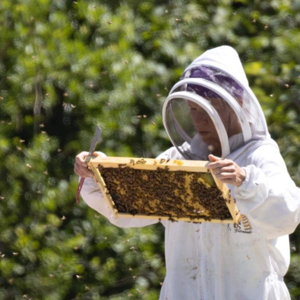 Femme faisant de l'apiculture.