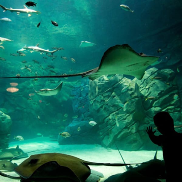 aquarium_de_montreal_1