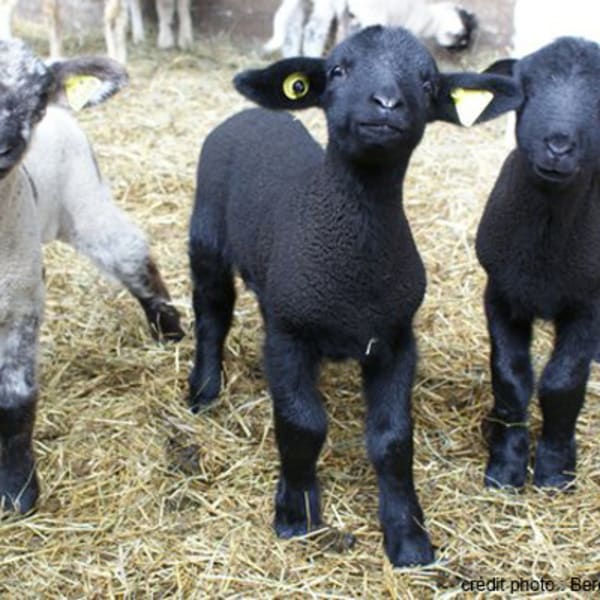 bergerie_des_neiges___ferme_1