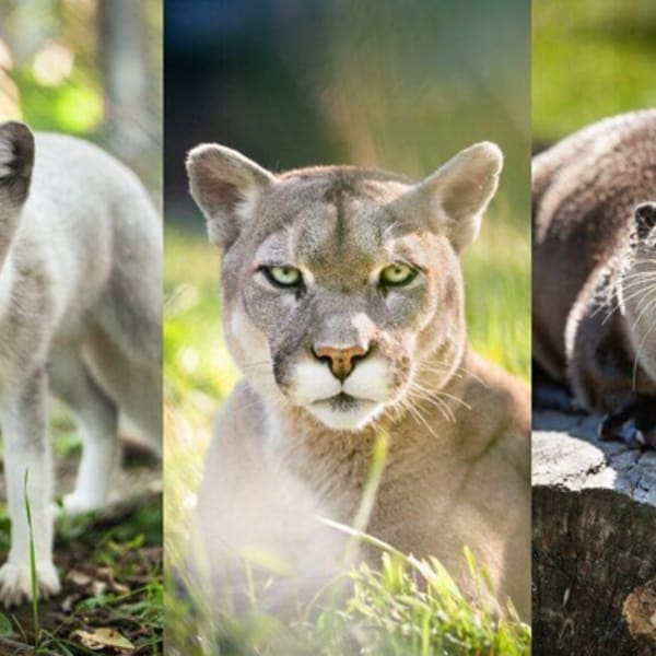 bioparc_de_la_gaspesie_1