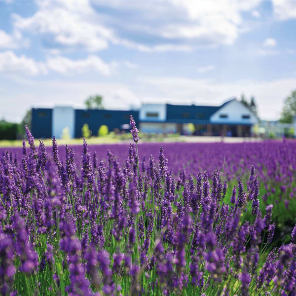 Bleu Lavande