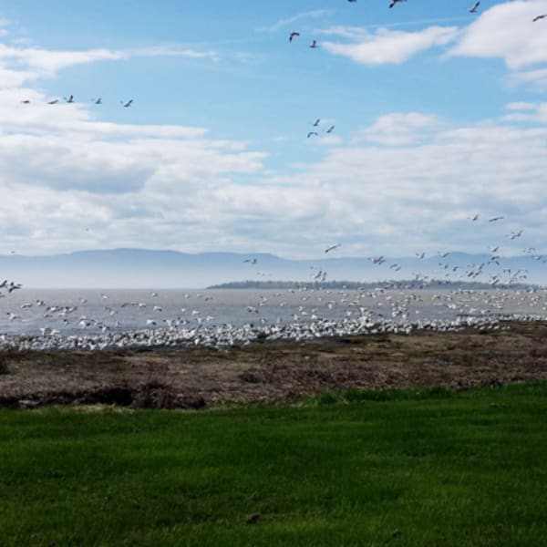 camping_municipal_de_lisle_aux_grues_1