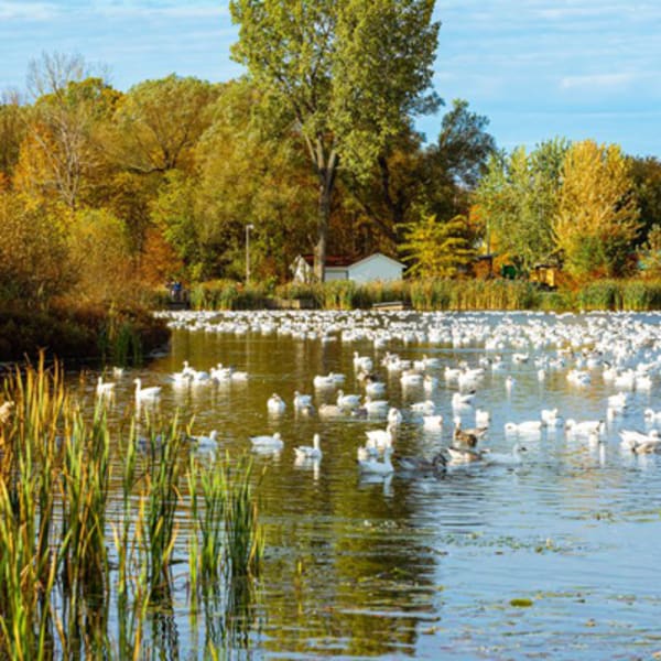 centre_dinterpretation_de_la_nature_de_letang_burbank_1