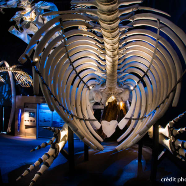 centre_dinterpretation_des_mammiferes_marins_cimm_1