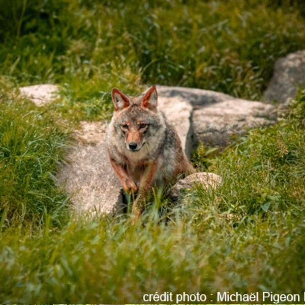 centre_dobservation_de_la_faune_et_dinterpretation_de_lagriculture_de_falardeau_1