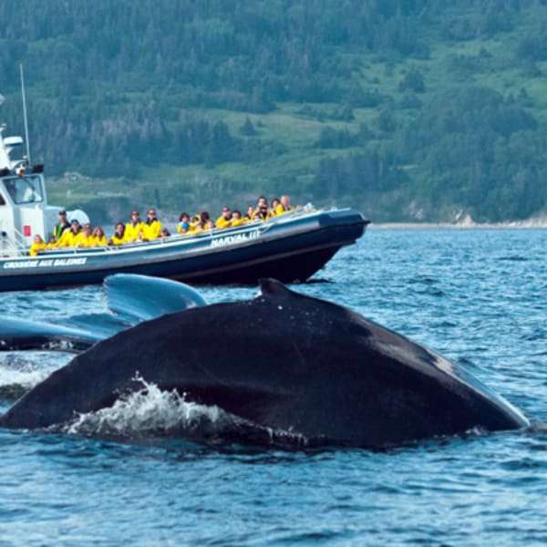 croisieres_baie_de_gaspe_inc_1