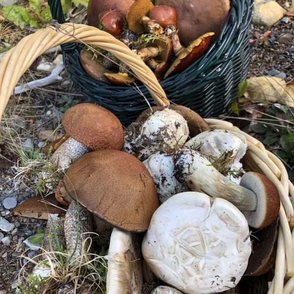 decouvrez_les_champignons_forestiers_du_bas_saint_laurent_1