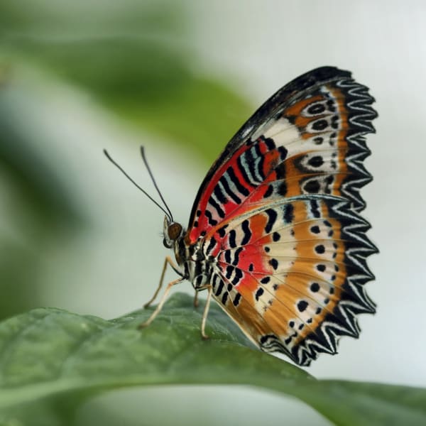 Insectarium - Espace pour la vie