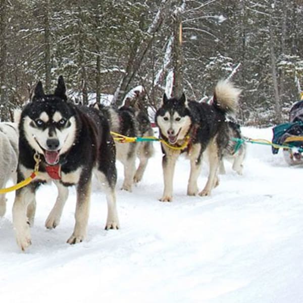 expedition_wolf_inc_1