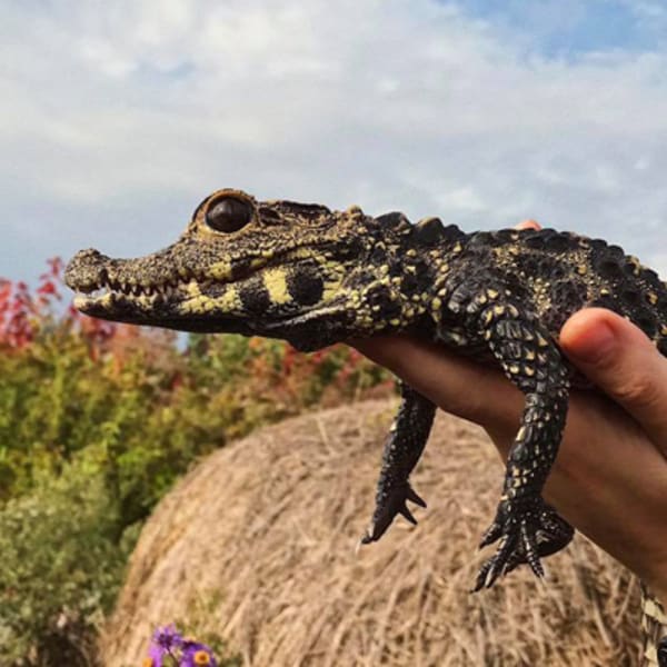 ferme_des_reptiles_exotarium_1