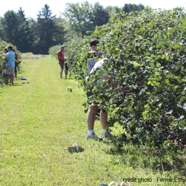 ferme_ethier_les_fruits_soleil_1