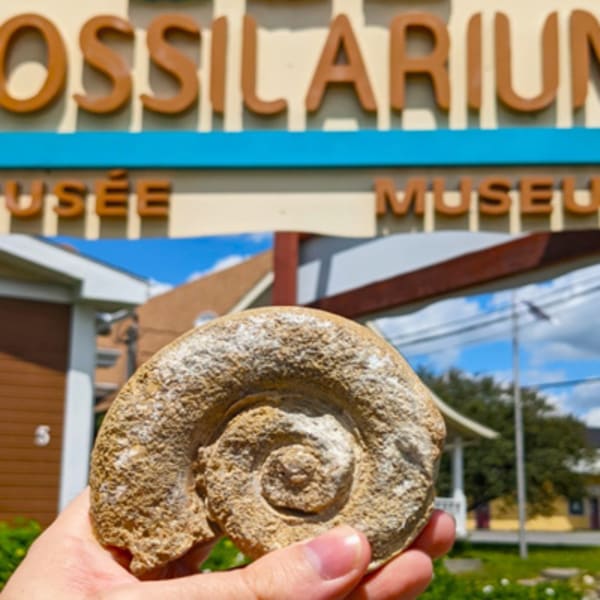 fossilarium_1