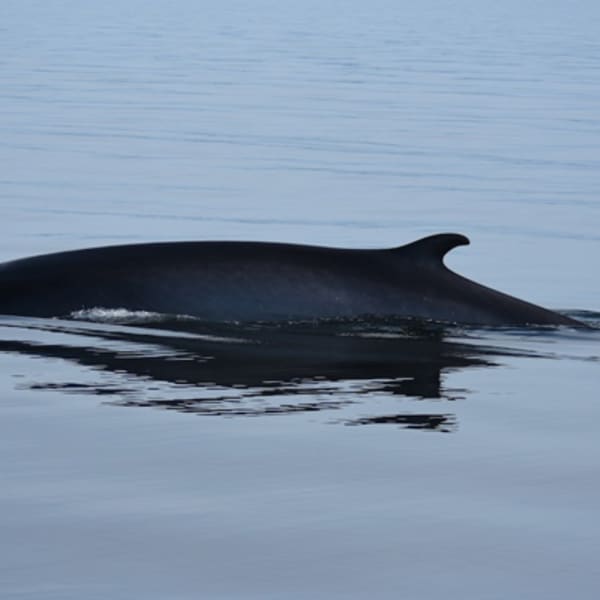 groupe_de_recherche_et_deducation_sur_les_mammiferes_marins_gremm_1