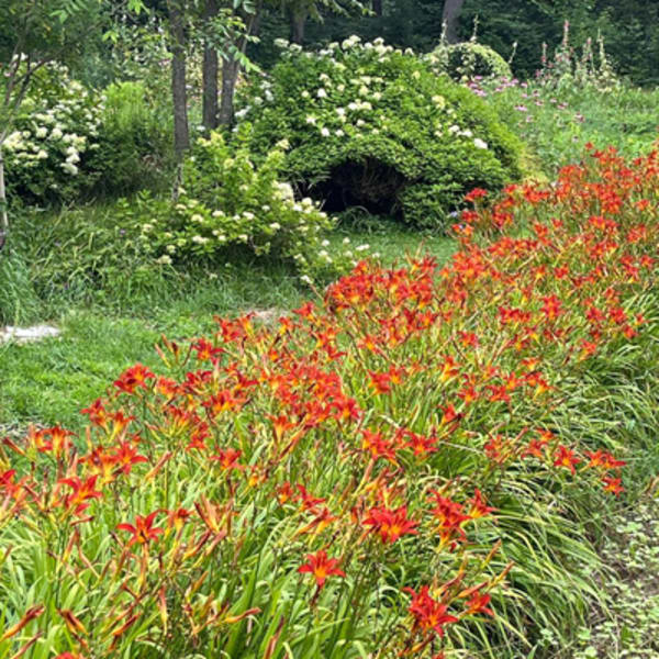 jardin_ceres_1