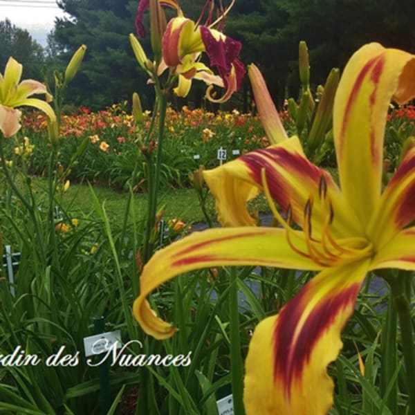 jardin_des_nuances_1