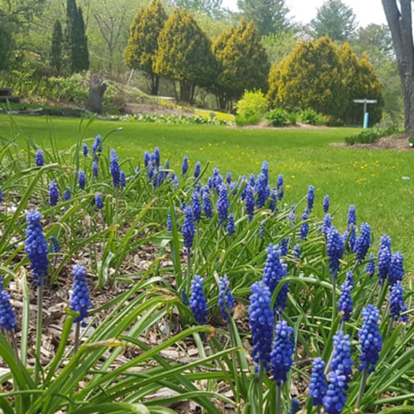 jardins_moore_gardens_1