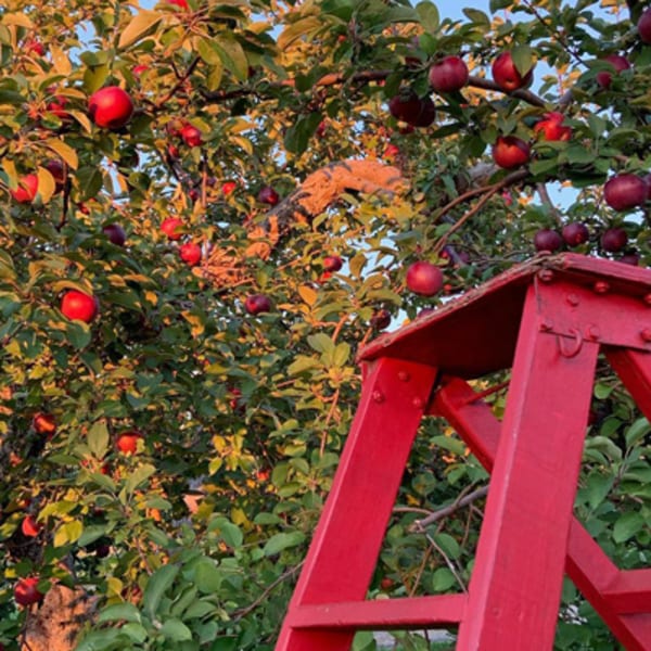 labonte_de_la_pomme_1