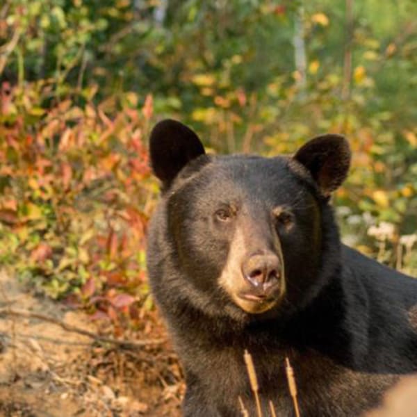 Le Domaine de l'ours noir