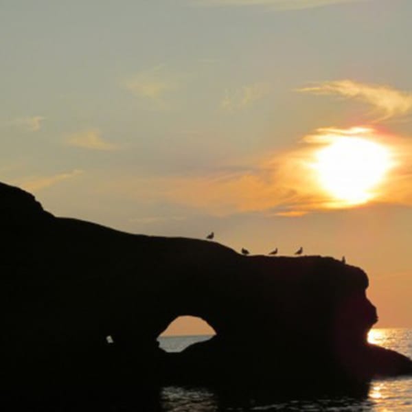 le_pluvier_aventurier_1