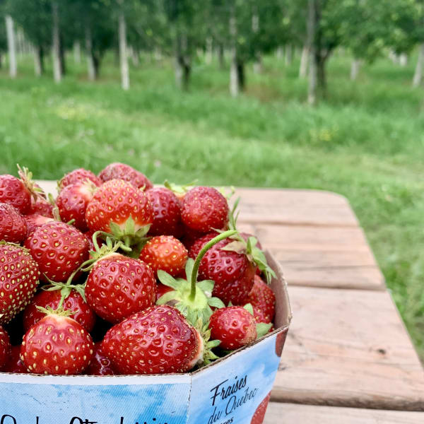 les_fraises_louis_hebert_1