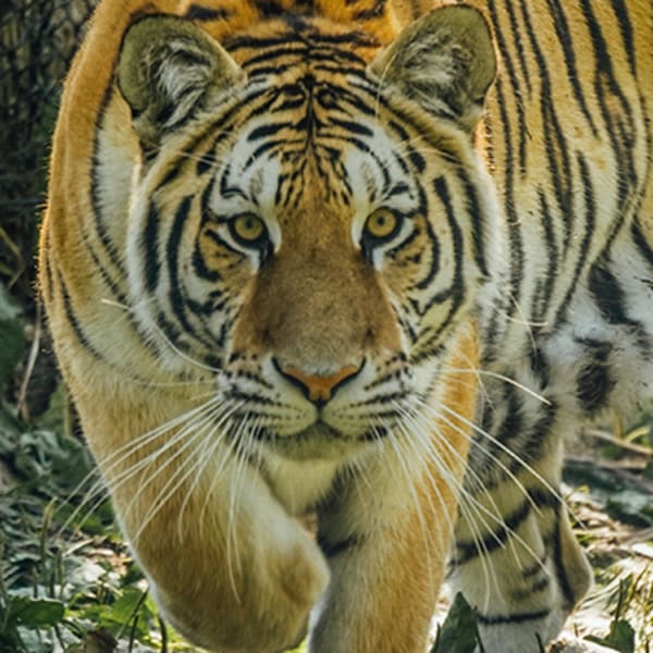 miller_zoo_1