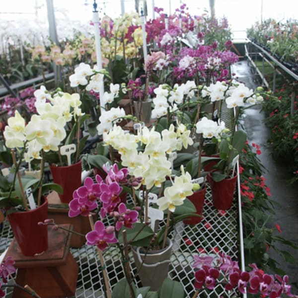 paradis_des_orchidees_1