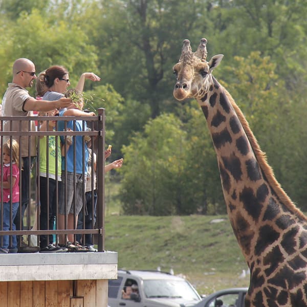Parc Safari