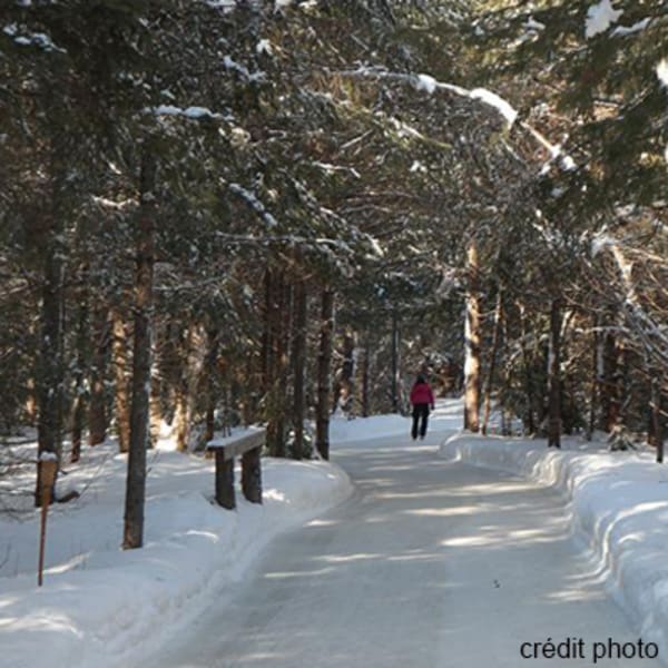 patinoire_en_foret_au_coeur_du_lac_des_loups_1
