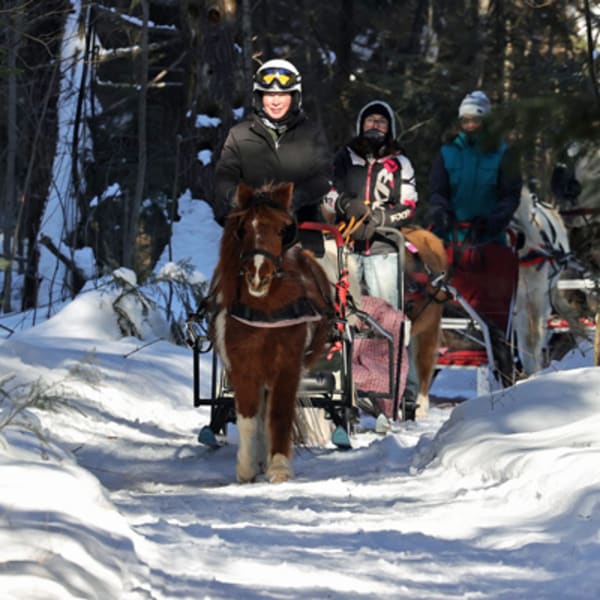poney_des_neiges_1