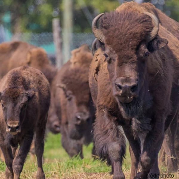 terre_des_bisons_1