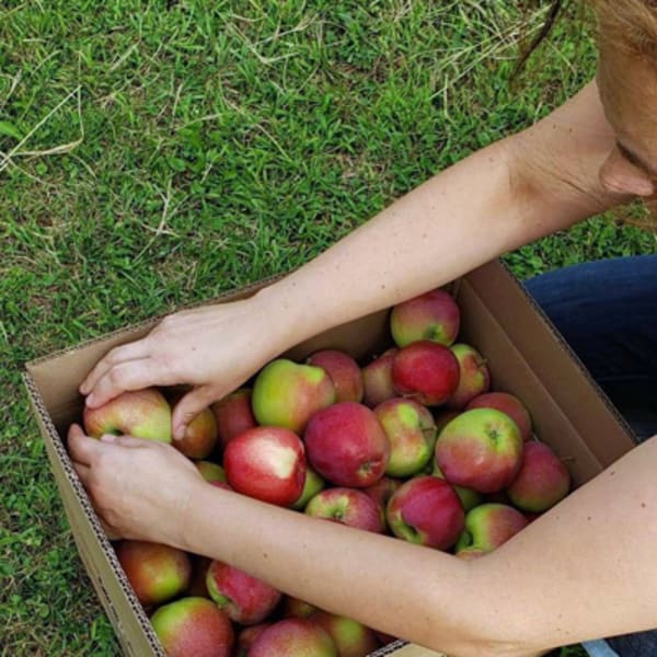 verger_trois_pommes_1