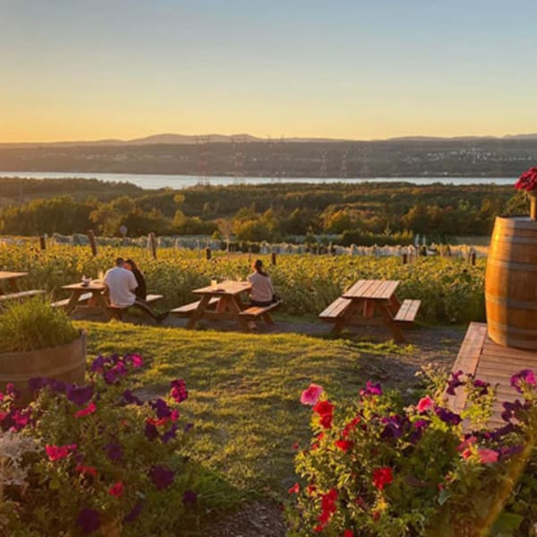 vignoble_isle_de_bacchus_1