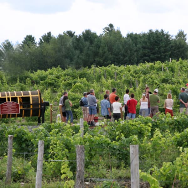 Le Vignoble Le Cep d'Argent