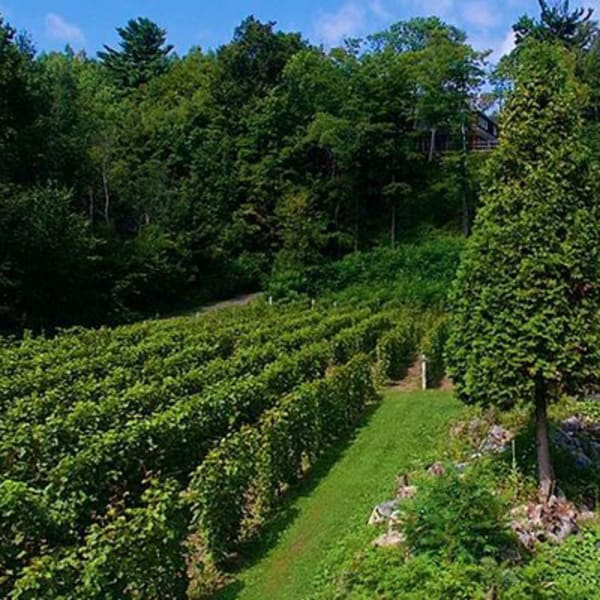 vignoble_le_domaine_des_3_moulins_1