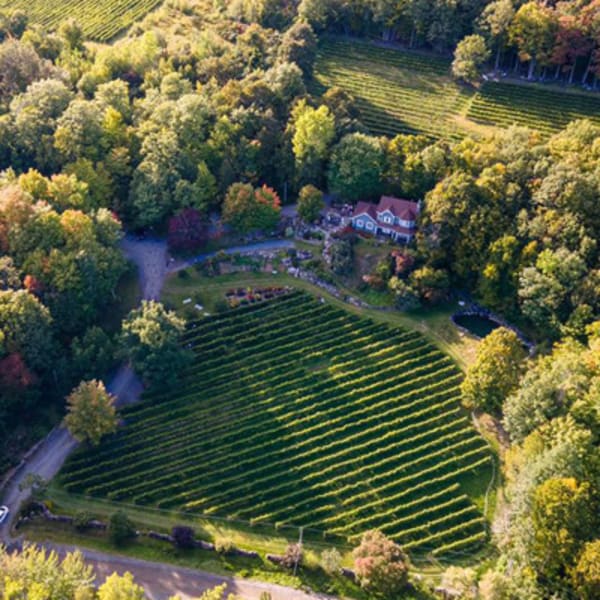 vignoble_les_murmures_1