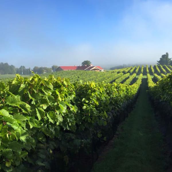 vignoble_les_vallons_de_wadleigh_1