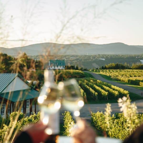vignoble_sainte_petronille_1